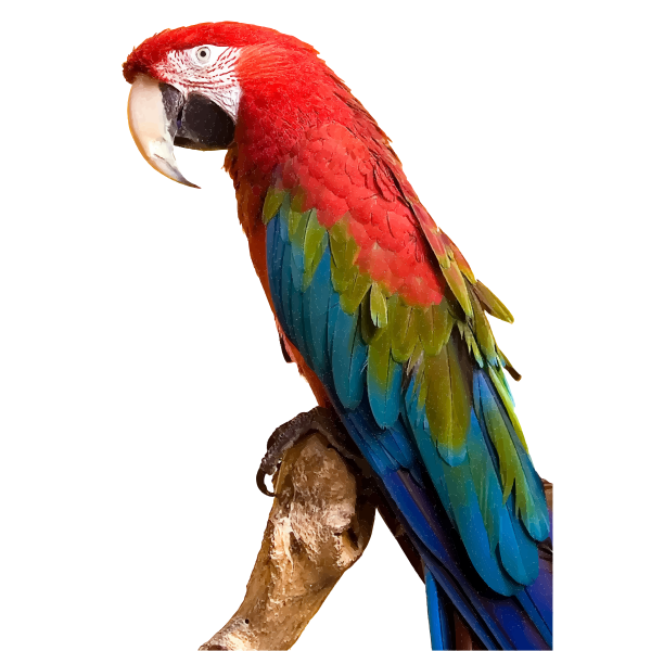 SVG Colorful Macaw