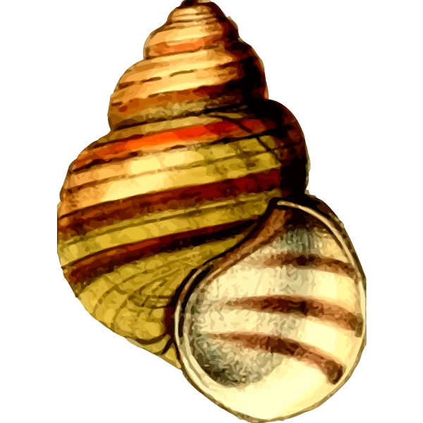SVG Colorful shell