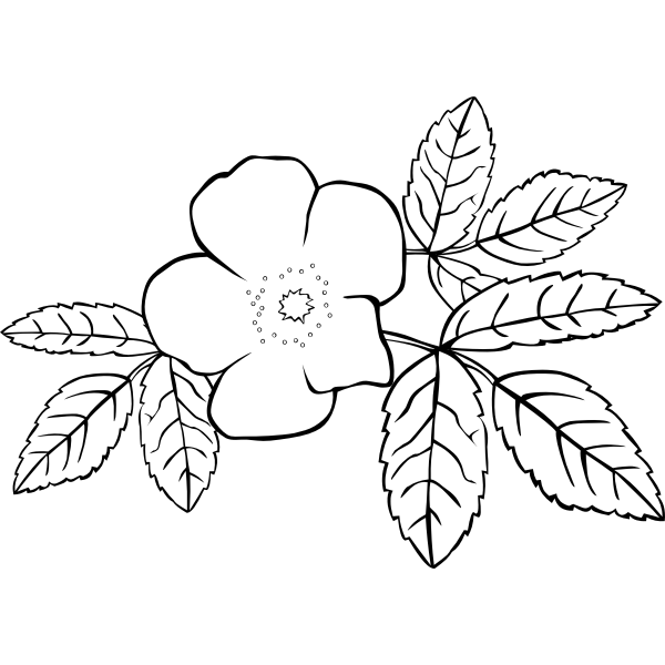 SVG Colorless flower vector image