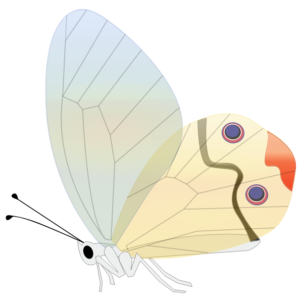 SVG Comic butterfly vector illustration