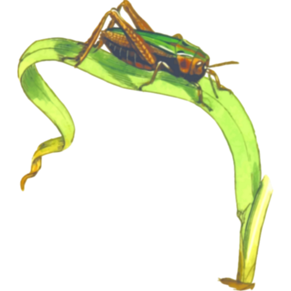 SVG Common Green Grasshopper