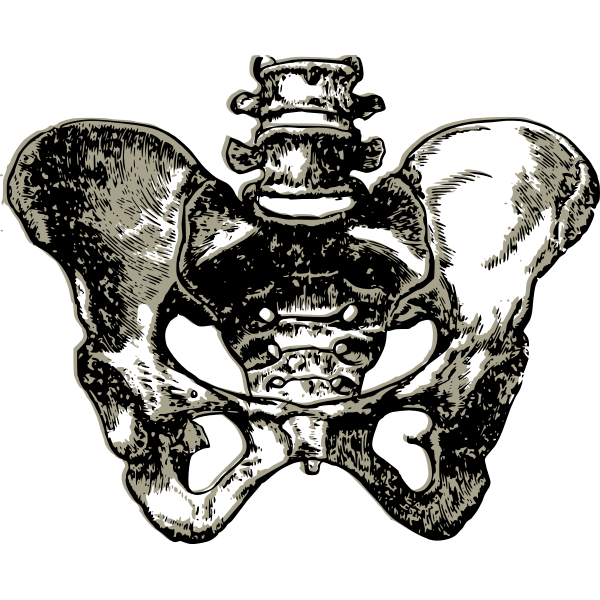 SVG Complete pelvic bone