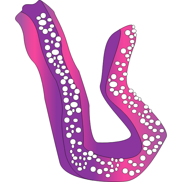 SVG concombre de mer