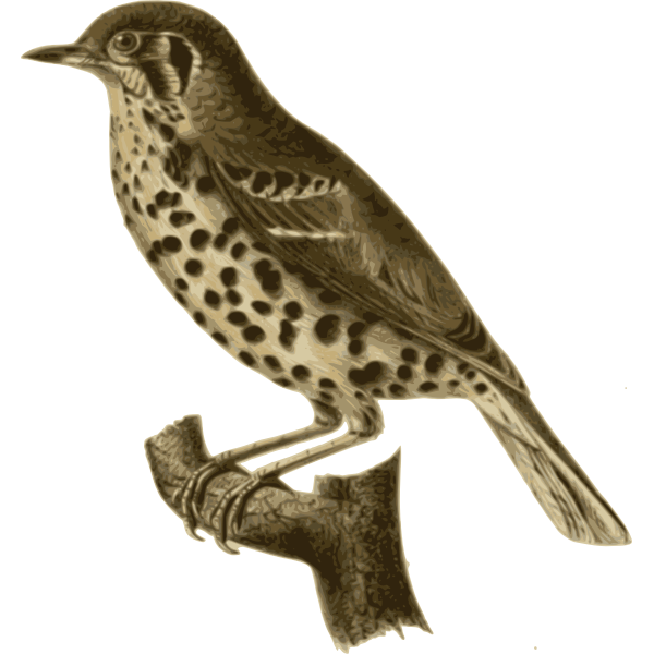 SVG Conopophagaaurita