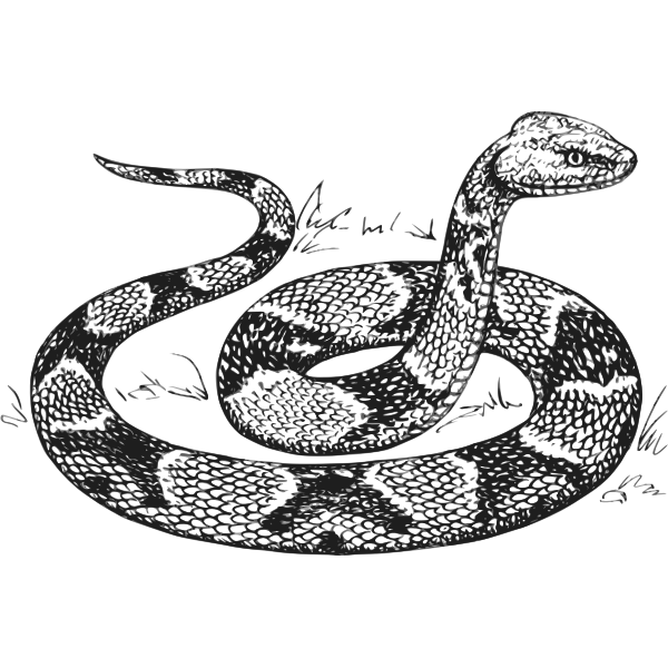 SVG Copperhead vector image