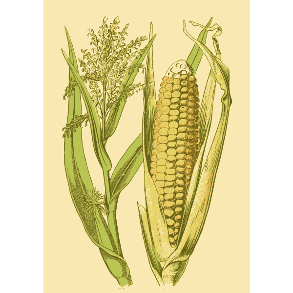 SVG Corn in a husk