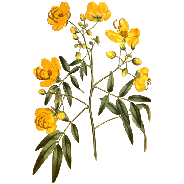 SVG Corymbous cassia