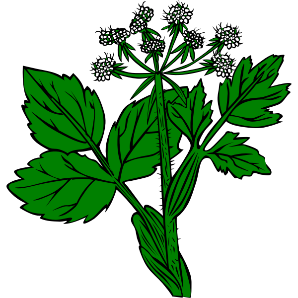 SVG Cow Parsnip vector image