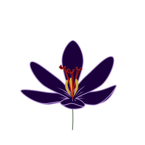 SVG Crocus blossom vector image