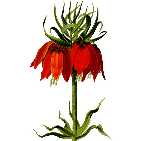 SVG Crown imperial