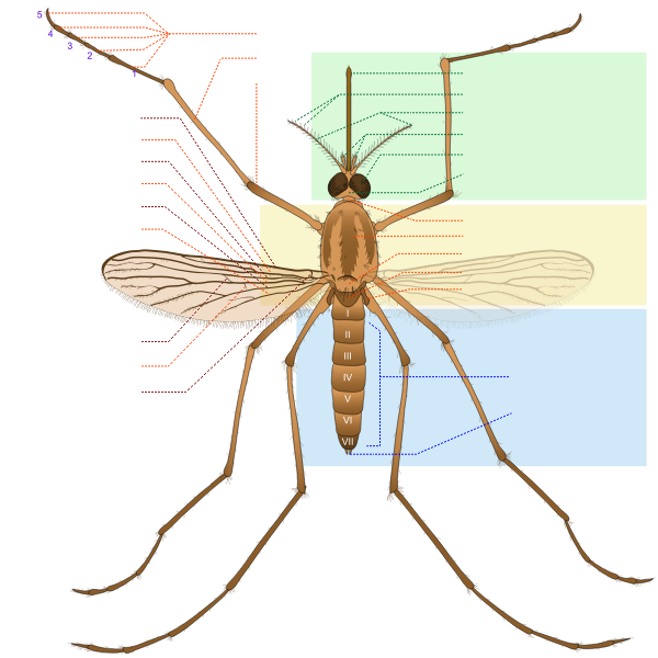 SVG Culex pipiens diagram fr