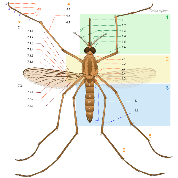 SVG Culex pipiens diagram num