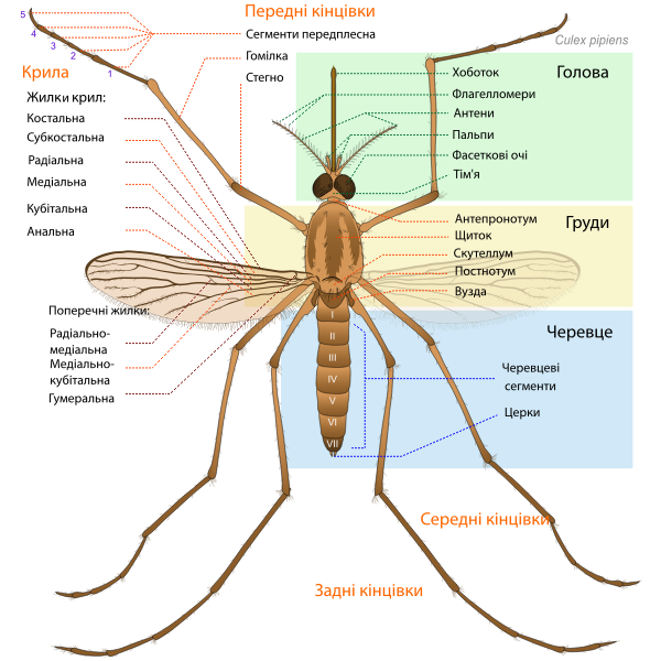 SVG Culex pipiens diagram uk