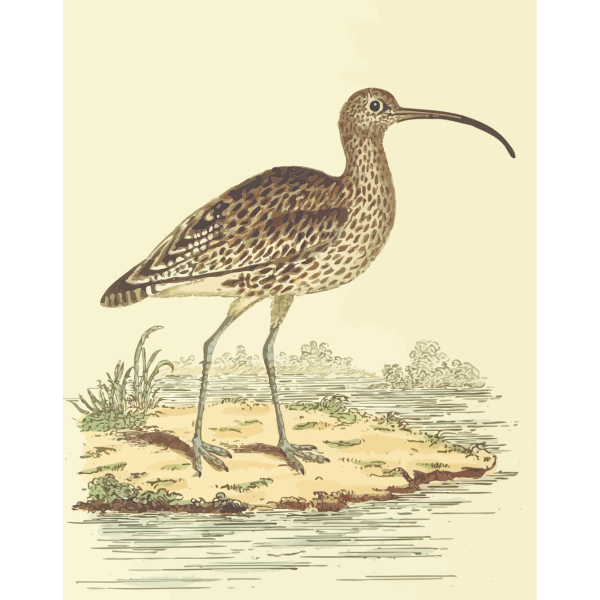 SVG Curlew in a savannah vector illustration