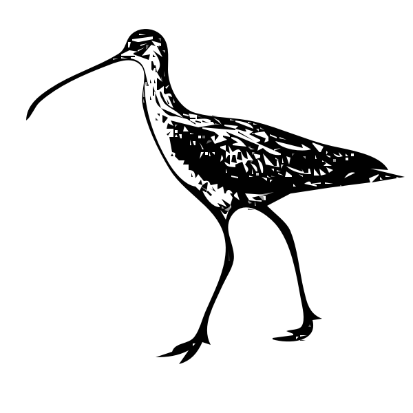 SVG Curlew vector image