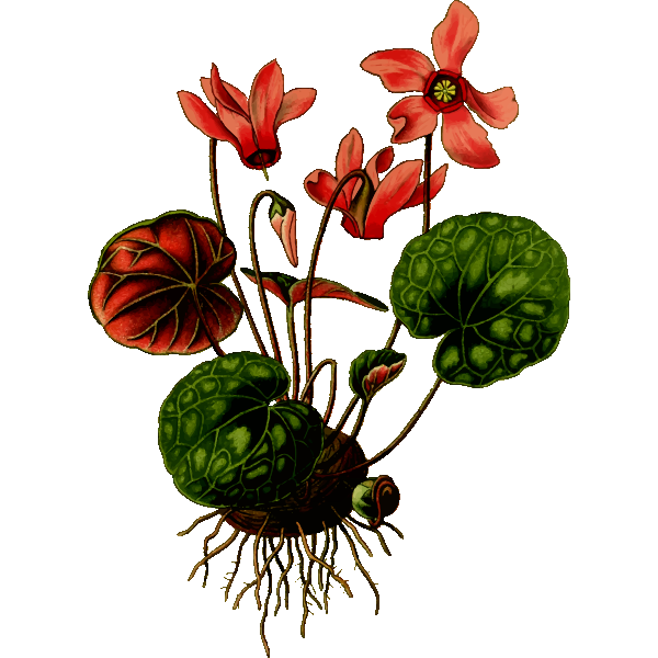 SVG Cyclamen vector drawing