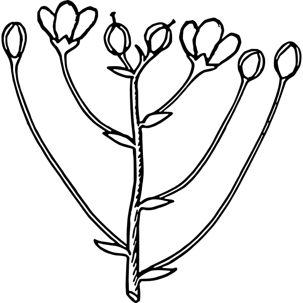 SVG Cyme 1