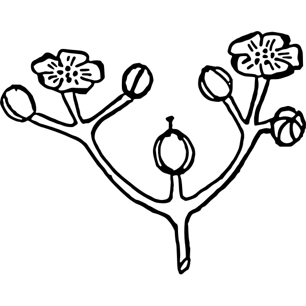 SVG Cyme 2