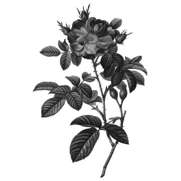 SVG Damask rose vector silhouette