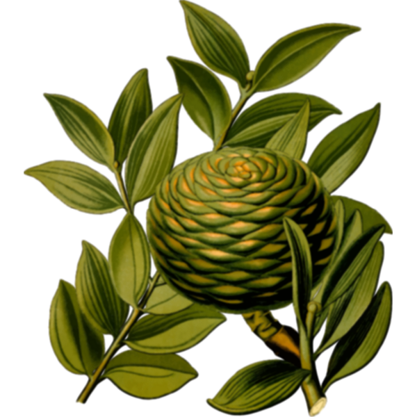 SVG Dammar cone tree