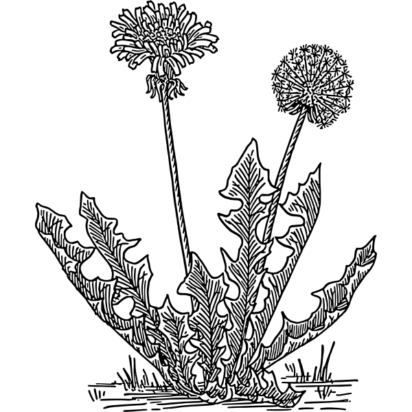 SVG Dandelion