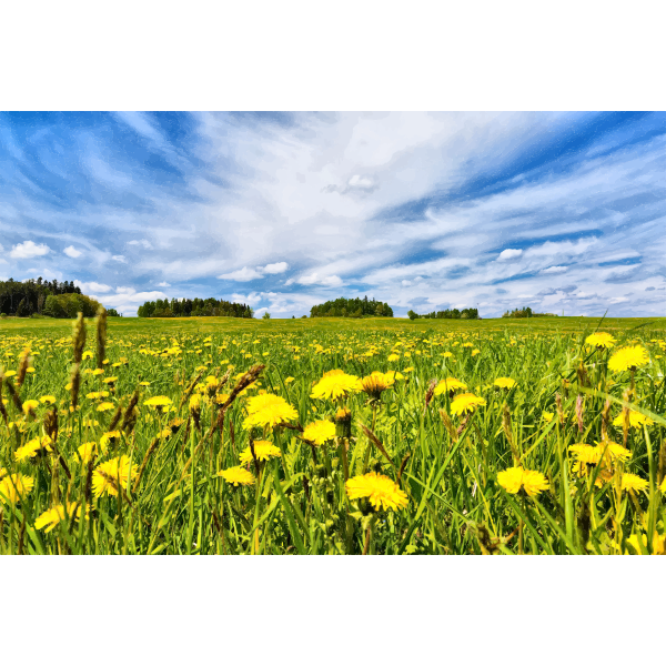 SVG Dandelion Field In Spring
