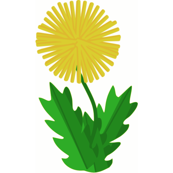 SVG Dandelion flower vector image