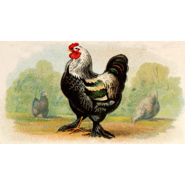 SVG Dark Brahma cockeral