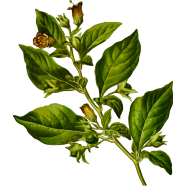 SVG Deadly nightshade