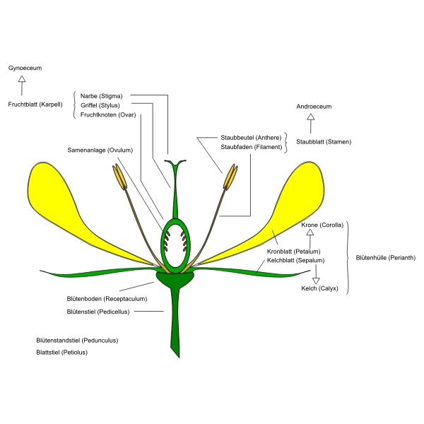 SVG Diagram of flower vector image