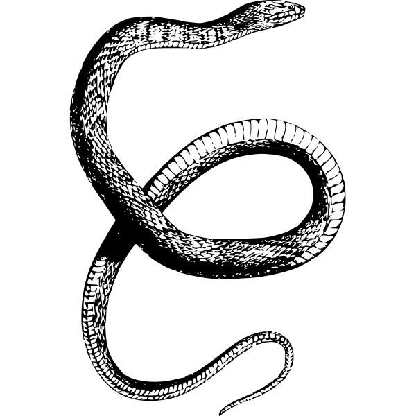 SVG Diamondback water snake