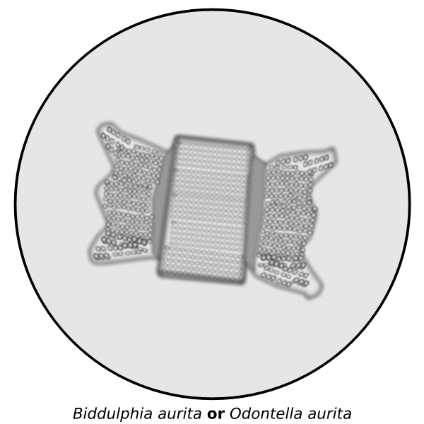 SVG Diatom vector image