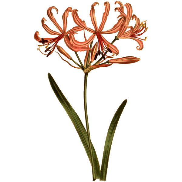 SVG Divaricate-Petaled Amaryllis