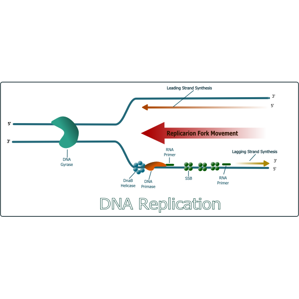 SVG DNA Replication