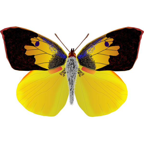 SVG Dogface butterfly