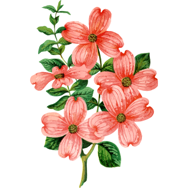 SVG Dogwood plant