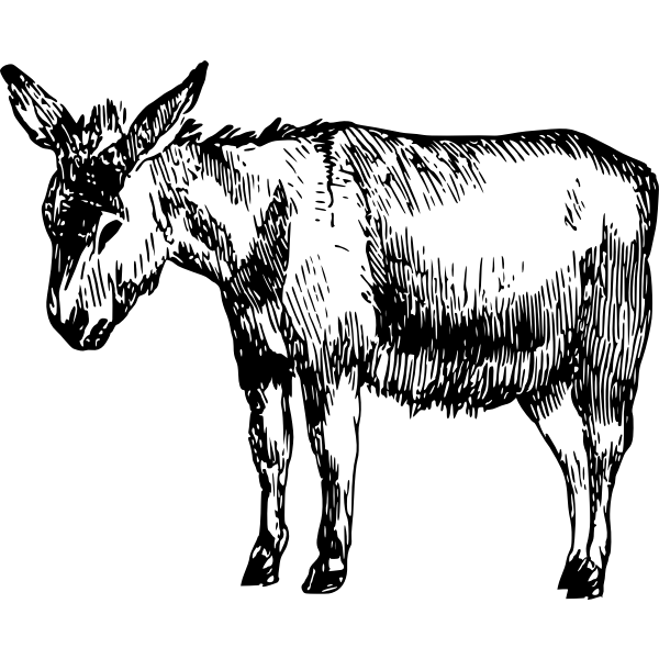 SVG Donkey sketch