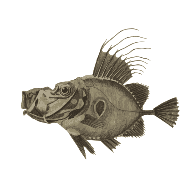 SVG Doree fish