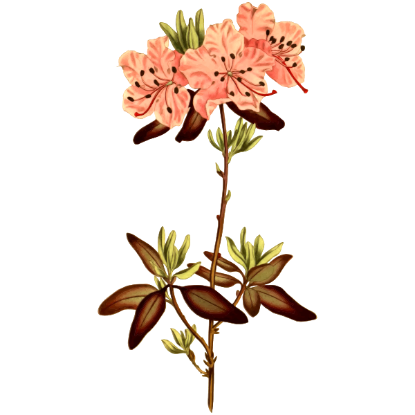 SVG Dotted leaved rhododendron