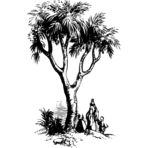 SVG Doum palm