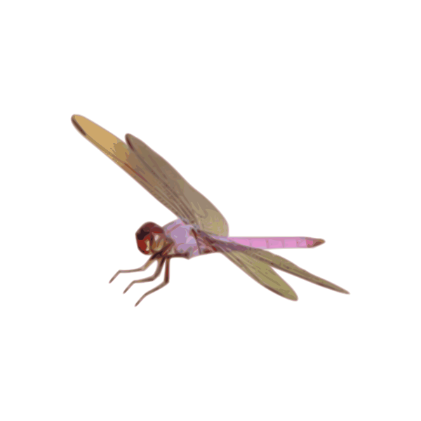 SVG Dragonfly vector