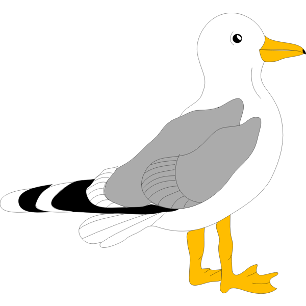 SVG Drawing of gull with grey feathers
