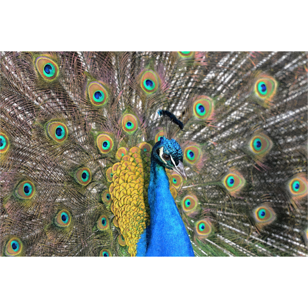 SVG Drawing of peacock with a huge tail spread out behind it