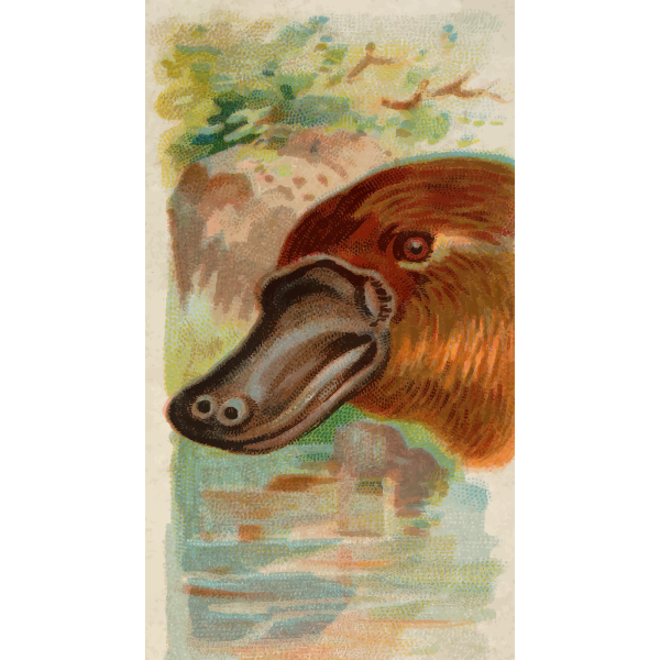 SVG Duck-billed platypus