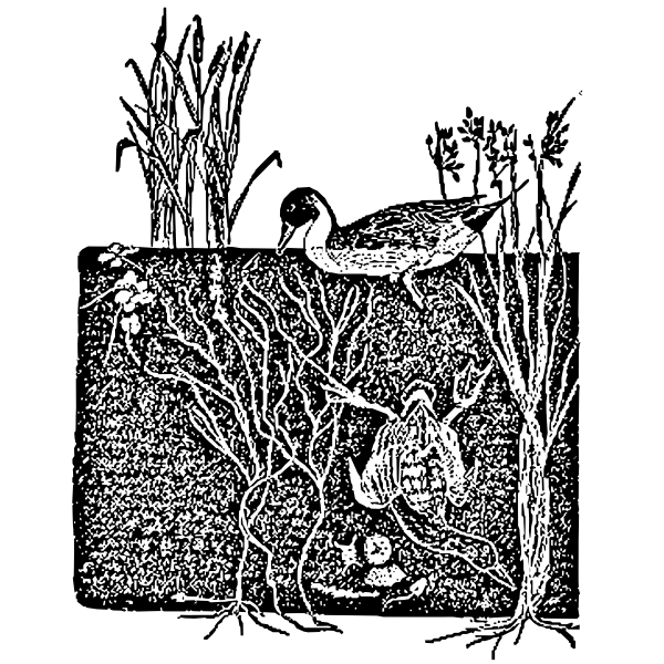 SVG Duck diving