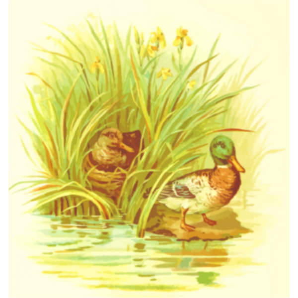 SVG Ducks nest