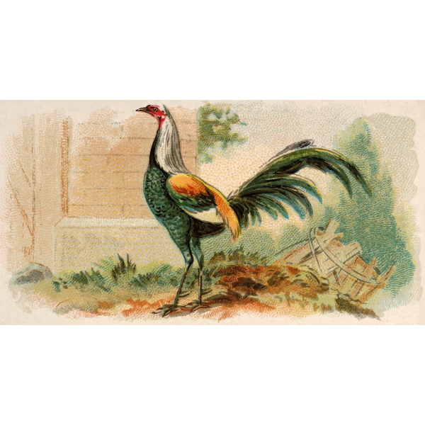 SVG Duckwing Game Fowl