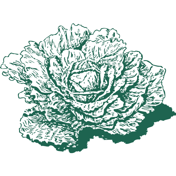 SVG Dutch cabbage