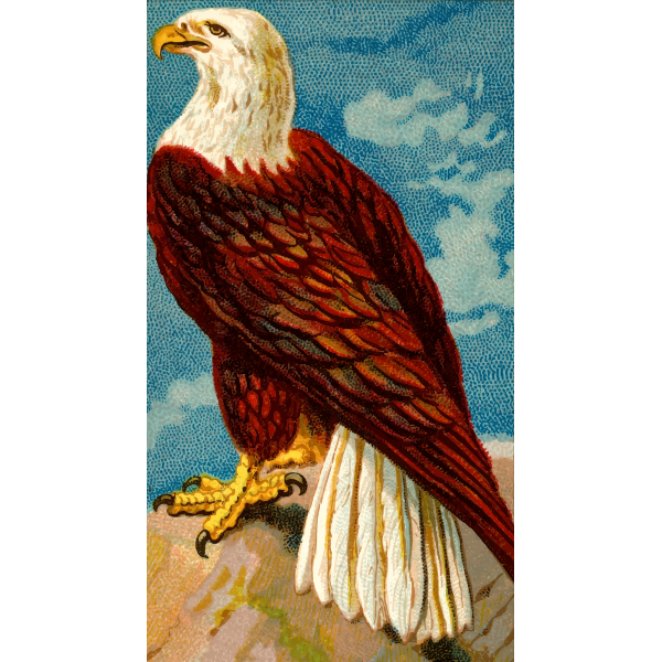 SVG Eagle standing image