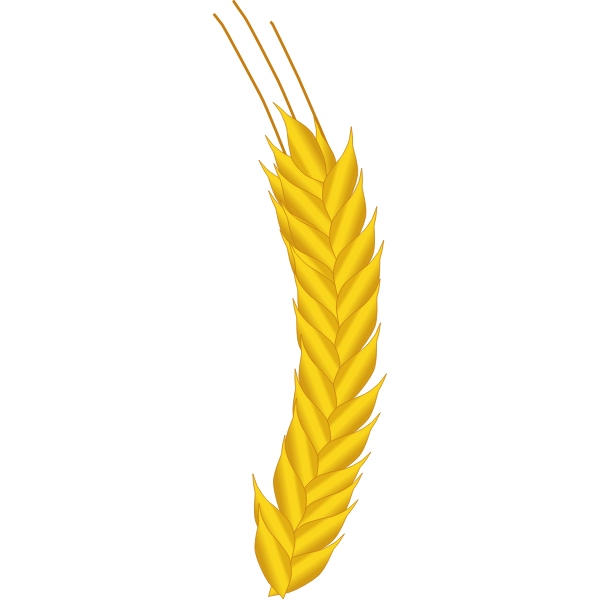 SVG Ear of corn